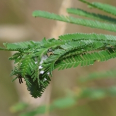 Rhinotia sp. (genus) at WREN Reserves - 3 Dec 2023