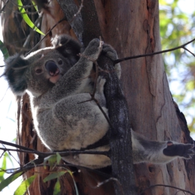 Phascolarctos cinereus (Koala) at Ormiston, QLD - 6 Dec 2023 by TimL