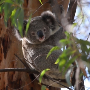 Phascolarctos cinereus at Ormiston, QLD - 6 Dec 2023 03:04 PM