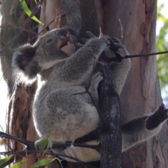 Phascolarctos cinereus at Ormiston, QLD - 6 Dec 2023