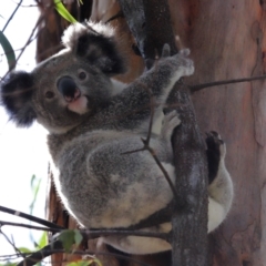 Phascolarctos cinereus at Ormiston, QLD - 6 Dec 2023 03:04 PM