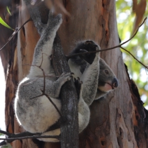 Phascolarctos cinereus at Ormiston, QLD - 6 Dec 2023