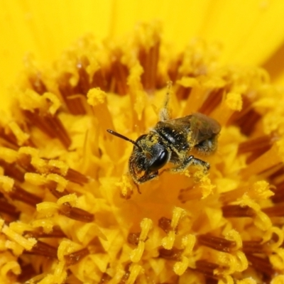 Unidentified Bee (Hymenoptera, Apiformes) at Brisbane City Botanic Gardens - 6 Dec 2023 by TimL