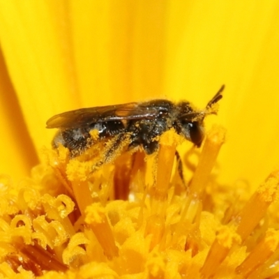 Unidentified Bee (Hymenoptera, Apiformes) at Brisbane City Botanic Gardens - 6 Dec 2023 by TimL