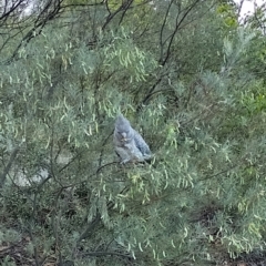 Callocephalon fimbriatum (Gang-gang Cockatoo) at Mawson, ACT - 6 Dec 2023 by shube