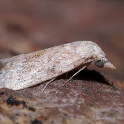 Heliothis punctifera at Brisbane City Botanic Gardens - 6 Dec 2023 by TimL