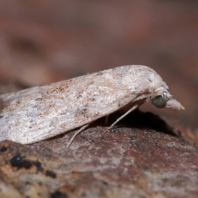 Unidentified Noctuoid moth (except Arctiinae) at Brisbane City Botanic Gardens - 6 Dec 2023 by TimL