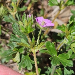 Geranium solanderi var. solanderi at The Pinnacle - 6 Dec 2023 11:19 AM