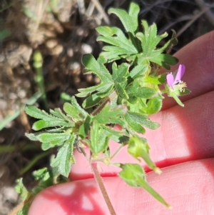 Geranium solanderi var. solanderi at The Pinnacle - 6 Dec 2023 11:19 AM