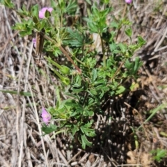 Geranium solanderi var. solanderi at The Pinnacle - 6 Dec 2023