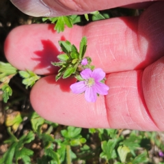 Geranium solanderi var. solanderi at The Pinnacle - 6 Dec 2023 11:19 AM