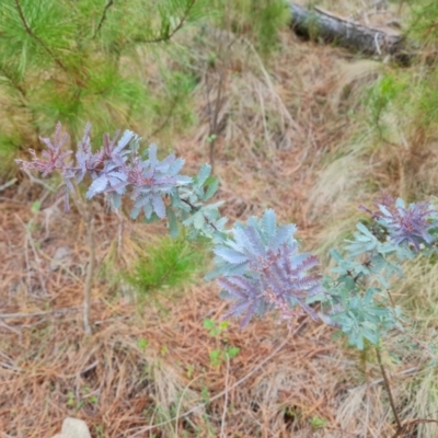 Acacia baileyana (Cootamundra Wattle, Golden Mimosa) at Isaacs Ridge and Nearby - 6 Dec 2023 by Mike