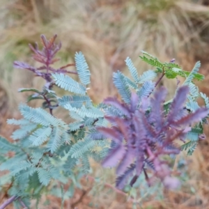 Acacia baileyana at Isaacs Ridge and Nearby - 7 Dec 2023