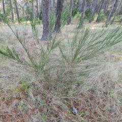 Cytisus scoparius subsp. scoparius (Scotch Broom, Broom, English Broom) at Isaacs Ridge and Nearby - 7 Dec 2023 by Mike