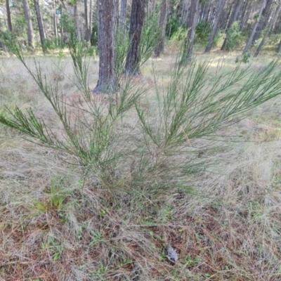 Cytisus scoparius subsp. scoparius (Scotch Broom, Broom, English Broom) at Isaacs, ACT - 6 Dec 2023 by Mike