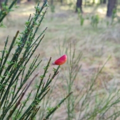 Cytisus scoparius subsp. scoparius at Isaacs Ridge and Nearby - 7 Dec 2023 09:18 AM