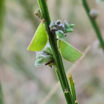 Siphanta acuta (Green planthopper, Torpedo bug) at Isaacs, ACT - 6 Dec 2023 by Mike