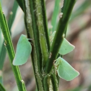 Siphanta acuta at Isaacs Ridge and Nearby - 7 Dec 2023