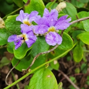 Dampiera purpurea at Monga National Park - 7 Dec 2023