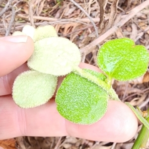 Dampiera purpurea at Monga National Park - 7 Dec 2023