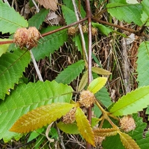 Callicoma serratifolia at Monga National Park - 7 Dec 2023