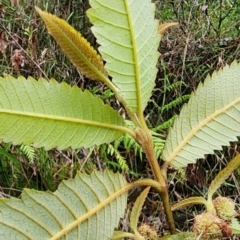 Callicoma serratifolia at Monga National Park - 7 Dec 2023
