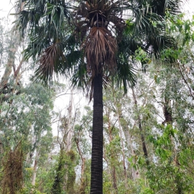 Livistona australis (Australian Cabbage Palm) at Buckenbowra, NSW - 6 Dec 2023 by Steve818