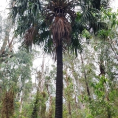 Livistona australis (Australian Cabbage Palm) at Monga National Park - 6 Dec 2023 by Steve818