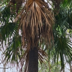 Livistona australis at Monga National Park - 7 Dec 2023