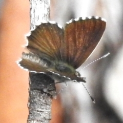 Neolucia (genus) (A Heath-blue butterfly) at Cotter River, ACT - 6 Dec 2023 by JohnBundock