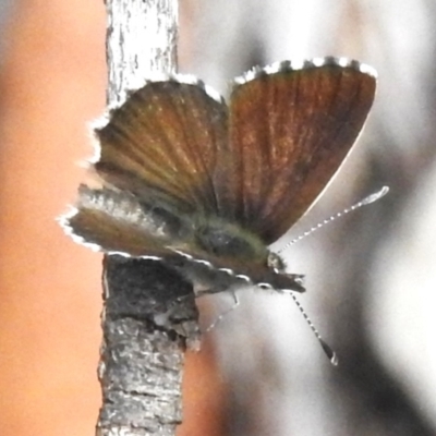 Neolucia (genus) (A Heath-blue butterfly) at Cotter River, ACT - 6 Dec 2023 by JohnBundock