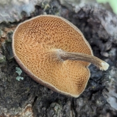 Lentinus arcularius (Fringed Polypore) at Page, ACT - 7 Dec 2023 by CattleDog