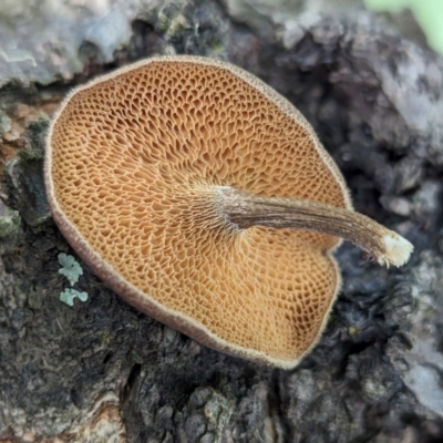 Lentinus arcularius (Fringed Polypore) at Page, ACT - 7 Dec 2023 by CattleDog