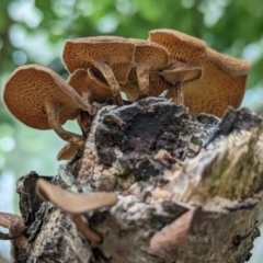 Lentinus arcularius at Page, ACT - 7 Dec 2023