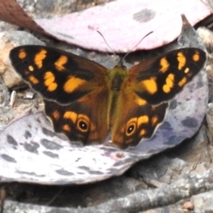 Heteronympha solandri (Solander's Brown) at Namadgi National Park - 6 Dec 2023 by JohnBundock