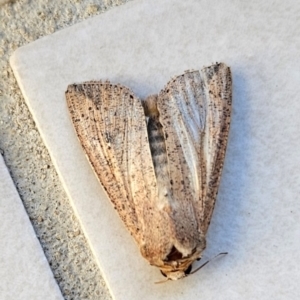 Mythimna (Pseudaletia) convecta at Conder, ACT - 5 Dec 2023