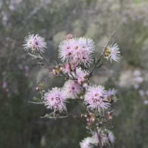 Kunzea parvifolia at Tuggeranong Hill - 13 Oct 2023