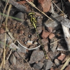 Austrogomphus guerini (Yellow-striped Hunter) at Namadgi National Park - 6 Dec 2023 by JohnBundock