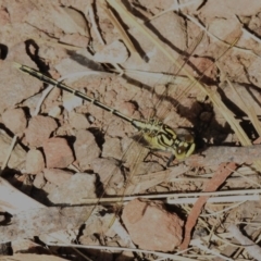 Austrogomphus guerini at Namadgi National Park - 6 Dec 2023
