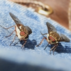 Scaptia sp. (genus) (March fly) at Namadgi National Park - 6 Dec 2023 by JohnBundock