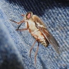 Scaptia sp. (genus) at Namadgi National Park - 6 Dec 2023