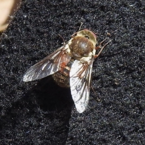 Scaptia sp. (genus) at Namadgi National Park - 6 Dec 2023