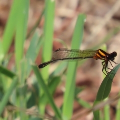 Nososticta solida (Orange Threadtail) at Jerrabomberra Wetlands - 6 Dec 2023 by SandraH