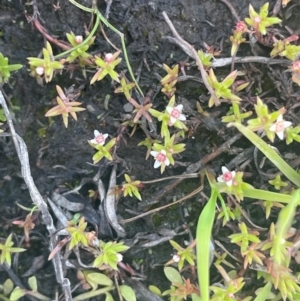 Crassula helmsii at Bolaro, NSW - 6 Dec 2023 02:29 PM