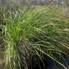 Carex polyantha (A Sedge) at Bolaro, NSW - 6 Dec 2023 by JaneR