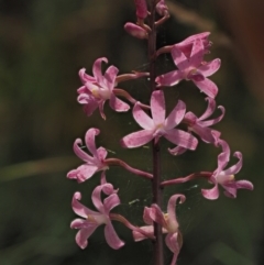 Dipodium roseum (Rosy Hyacinth Orchid) at Uriarra, NSW - 16 Feb 2023 by KenT