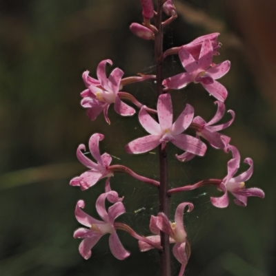 Dipodium roseum (Rosy Hyacinth Orchid) at Uriarra, NSW - 16 Feb 2023 by KenT