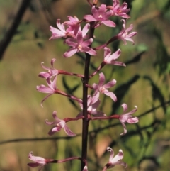 Dipodium roseum at Brindabella National Park - 16 Feb 2023