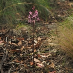 Dipodium roseum at Brindabella National Park - 16 Feb 2023