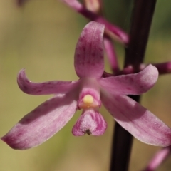 Dipodium roseum at Brindabella National Park - 16 Feb 2023